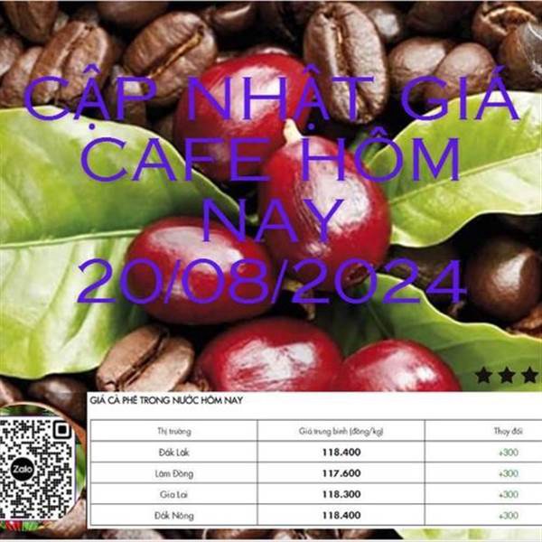 🌎🌎 GIÁ CAFE HÔM NAY 20/08/2024:GIÁ CAFE QUỐC TẾ LÊN ĐỈNH CŨ, GIÁ CAFE TRONG NƯỚC VẪN LÊN ÈO ỌT.. ✔️Giá  ...