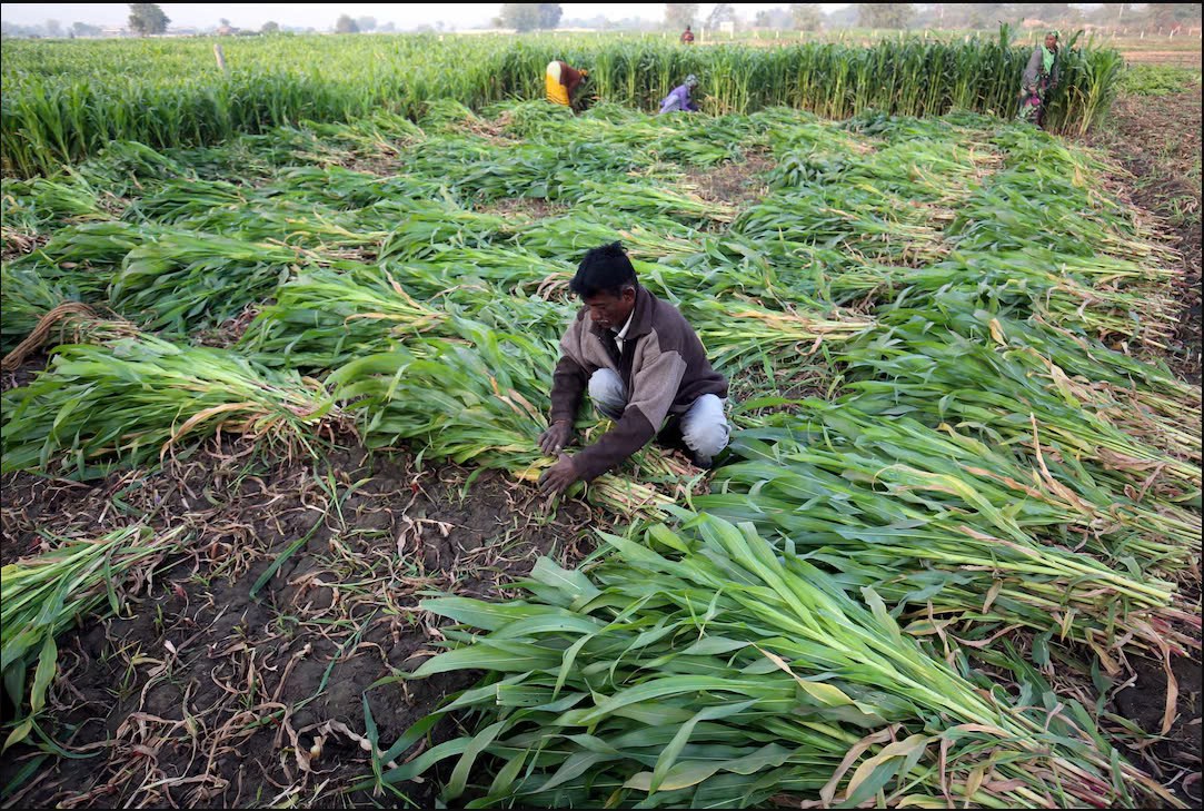 Giá ngô tăng vọt, liệu Ethanol là vị cứu tinh hay kẻ phá hoại ngành nông nghiệp Ấn Độ?