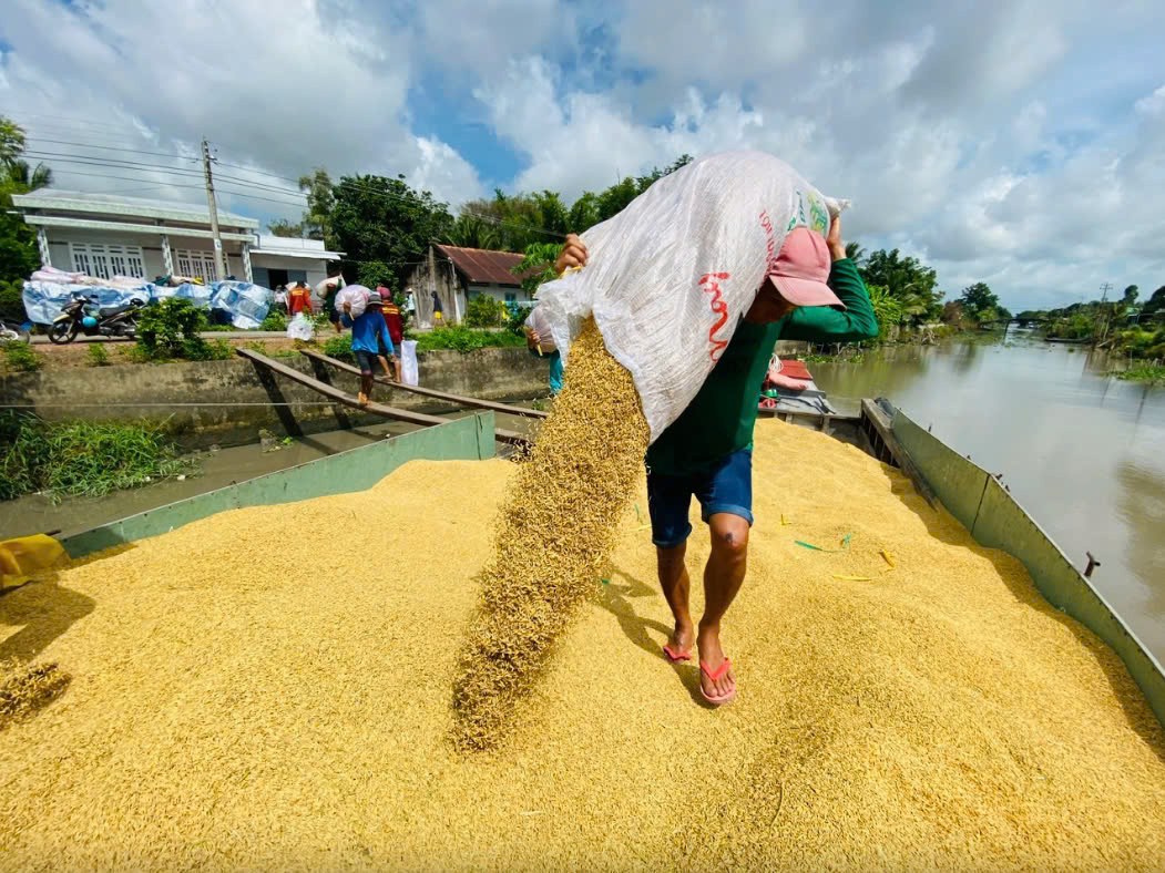 Giá gạo Thái Lan đạt đỉnh trong hai tháng, Bangladesh bị lũ lụt