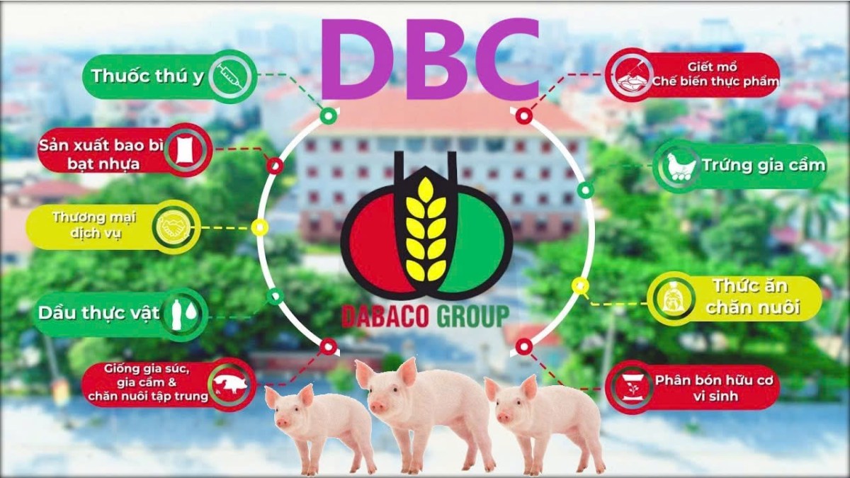 Đón sóng KQKD quý 3: DBC Dabaco lợi nhuận ròng dự kiến tăng khủng Quý 3 tăng 813%, cả năm tăng 1971%