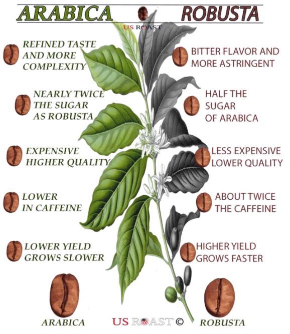 Cà phê Robusta - thức uống hàng ngày cùng tiềm năng sinh lời không tưởng. + Robusta là loại cà phê gì?.  ...