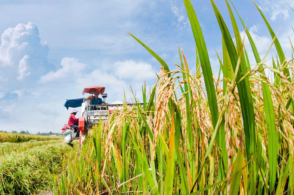 LTG - Điều gì đang xảy ra với doanh nghiệp sở hữu Gạo ngon nhất thế giới?