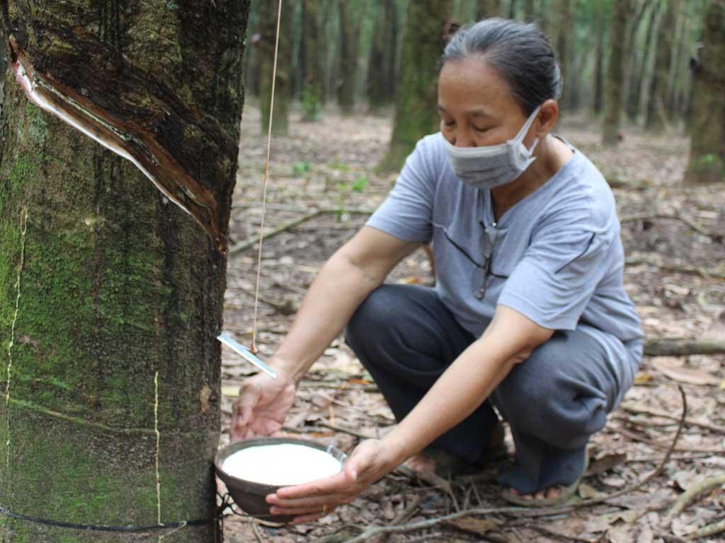 Biến đổi khí hậu, sản lượng toàn cầu sụt giảm đẩy giá cao su lên đỉnh 13 năm