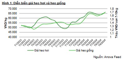 DBC: Kỳ vọng mặt bằng giá thịt heo sẽ ổn định vào mùa cao điểm cuối năm trước thềm Tết nguyên đán