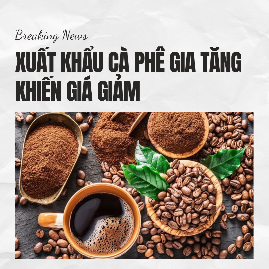 Xuất khẩu cà phê gia tăng khiến giá giảm, thị trường theo dõi chặt chẽ tình hình thu hoạch tại Việt  ...