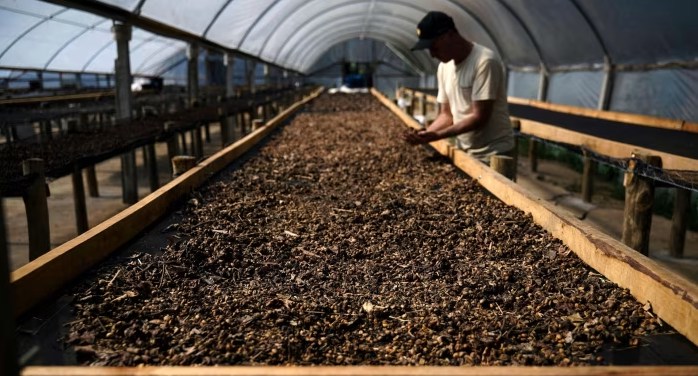 Giá cà phê chạm đỉnh 47 năm: Khủng hoảng nguồn cung và chính sách mới