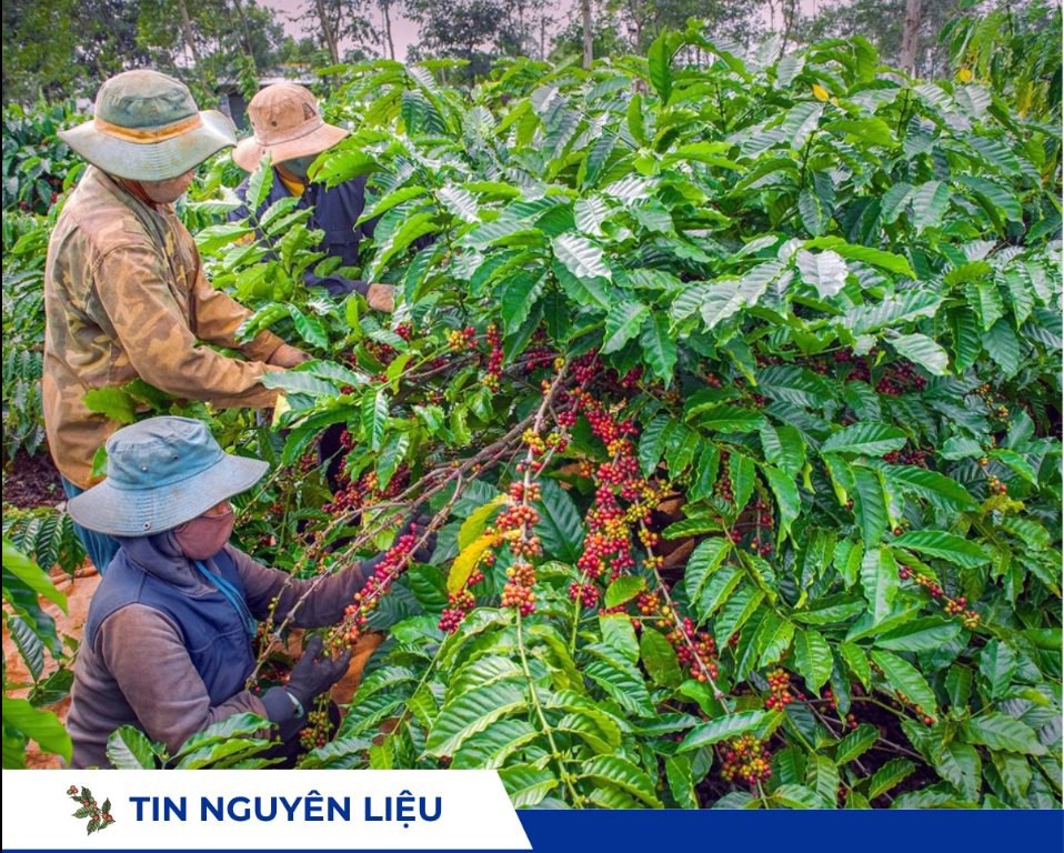 Giá Cà phê 4/12: Giảm Mạnh liên tiếp, nhưng chưa xác nhận xu hướng Giảm dài hạn. Thị trường trong nước.  ...