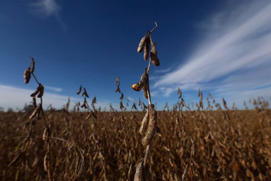 La Nina có thể cản trở vụ mùa bội thu của Argentina