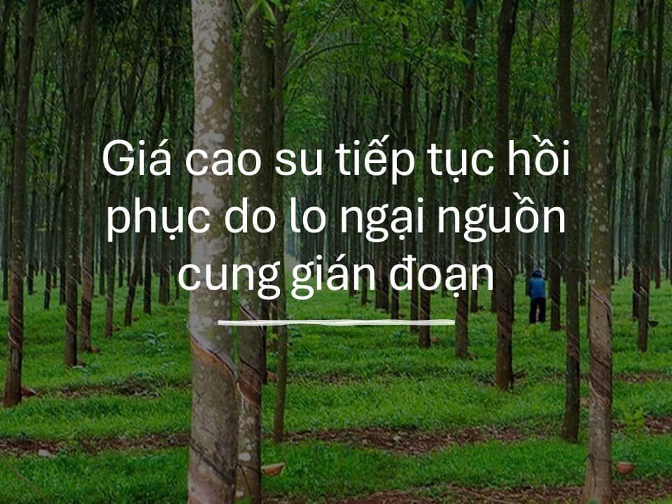 Cao su tiếp đà tăng cao nhất 1 tháng