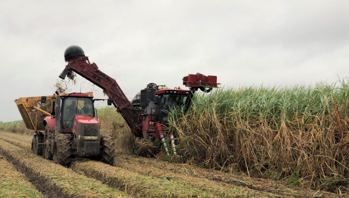 Giá đường tăng vọt vào thứ sáu: điều gì đang xảy ra ở Brazil và thị trường thế giới?