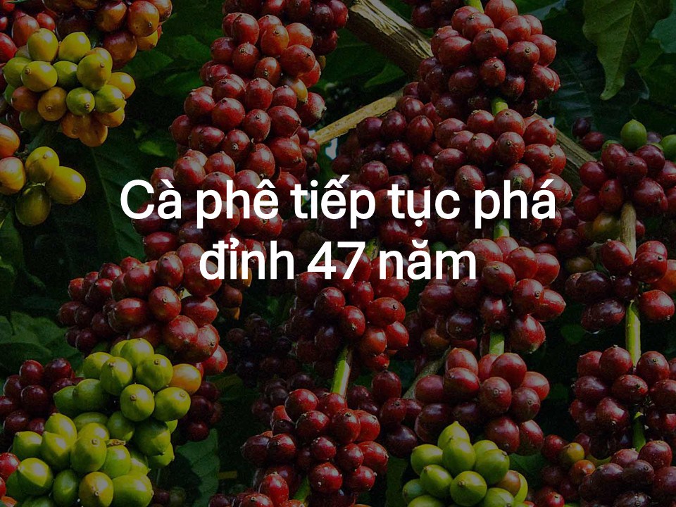 Cà phê sẽ còn tiếp tục tăng?