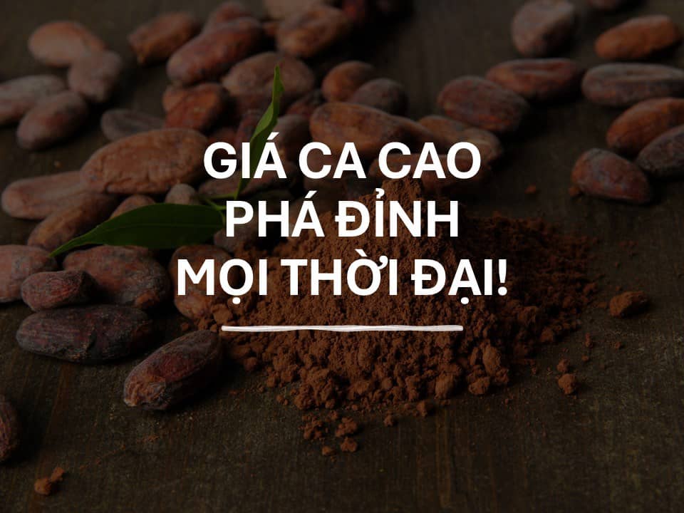 Giá ca cao phá đỉnh mọi thời đại