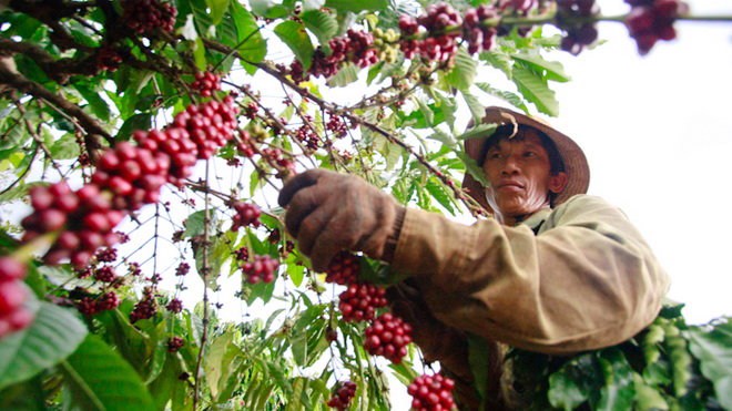 Giá cà phê quay đầu giảm: Áp lực cho doanh nghiệp và hộ kinh doanh nhỏ