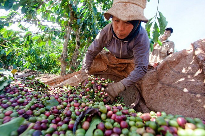 Giá cà phê quay đầu giảm: Áp lực cho doanh nghiệp và hộ kinh doanh nhỏ