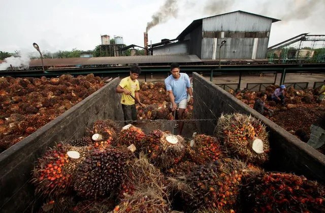 Sự chậm trễ của dầu cọ B40 của Indonesia gây ra sự bất ổn cho thị trường. Indonesia vẫn chưa triển khai  ...