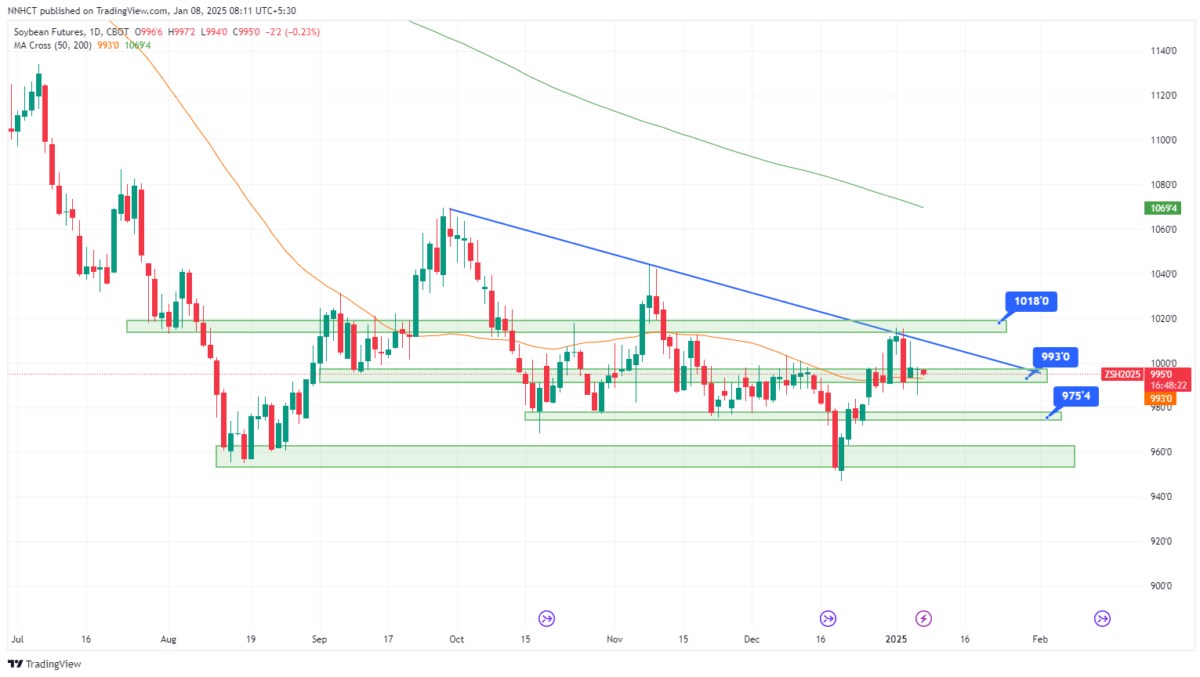 Thị trường ngũ cốc 2025: Điểm sáng ngô và chiến lược đầu tư