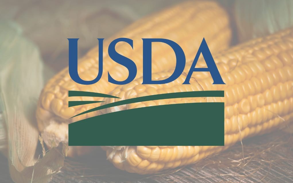 Liệu dữ liệu của USDA có làm hỏng bữa tiệc tăng giá ngô không?