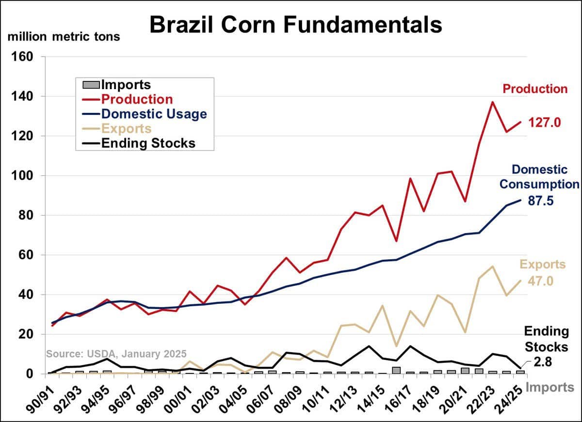 Ngô Brazil và Mỹ: Cuộc đua cung cấp trong bối cảnh tồn kho cạn kiệt