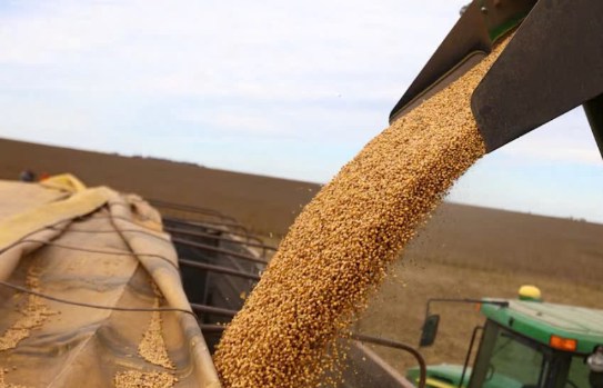 Giá đậu nành (soybeans) sẽ thế nào sau ngày nhậm chức của tổng thống Trump ngày 20.1.2025