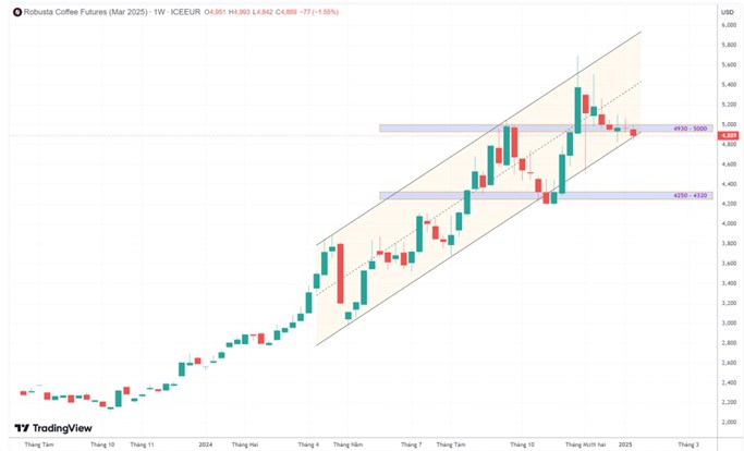 Backwardation dài hạn trên sàn cà phê New York: Dự báo và triển vọng