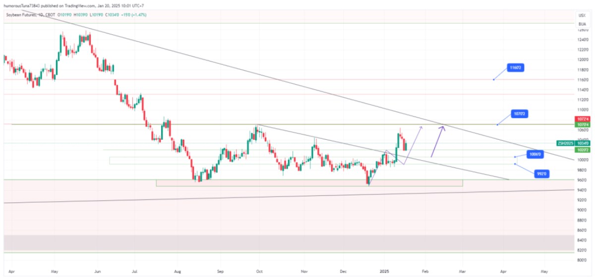 Phân tích: Đầu tư đậu Tương, triển vọng tăng giá cực tốt giai đoạn đầu năm 2025