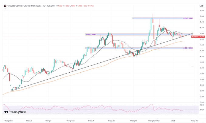 Backwardation dài hạn trên sàn cà phê New York: Dự báo và triển vọng