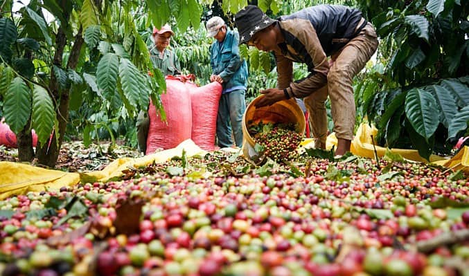 Khủng hoảng cà phê toàn cầu: Thị trường đứng trước nguy cơ thiếu hụt nghiêm trọng!