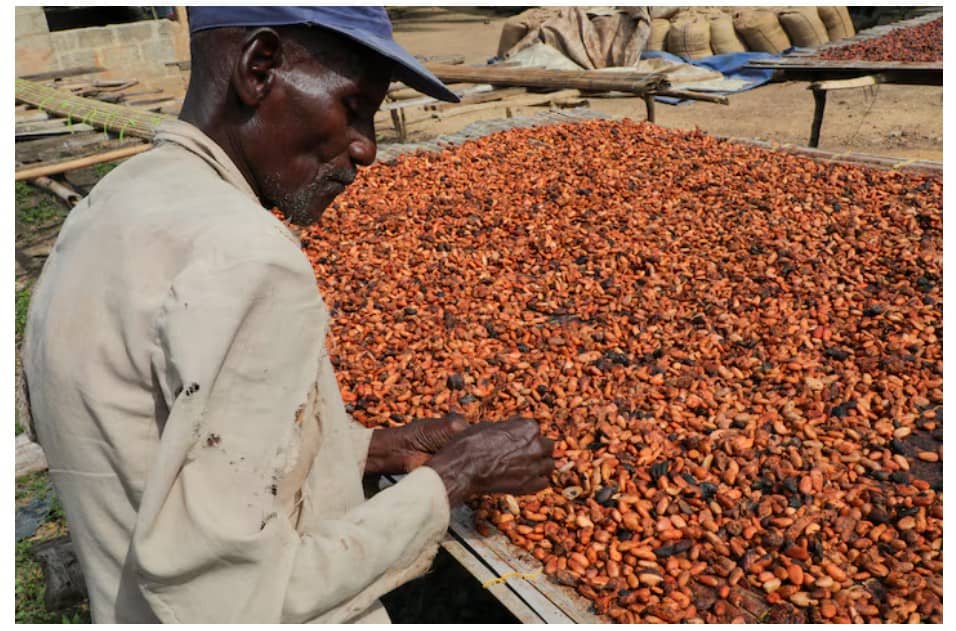 Tin tức Cacao ngày 21/1: Ghana đã hoãn giao 370.000 tấn ca cao trong mùa vụ 2023/24