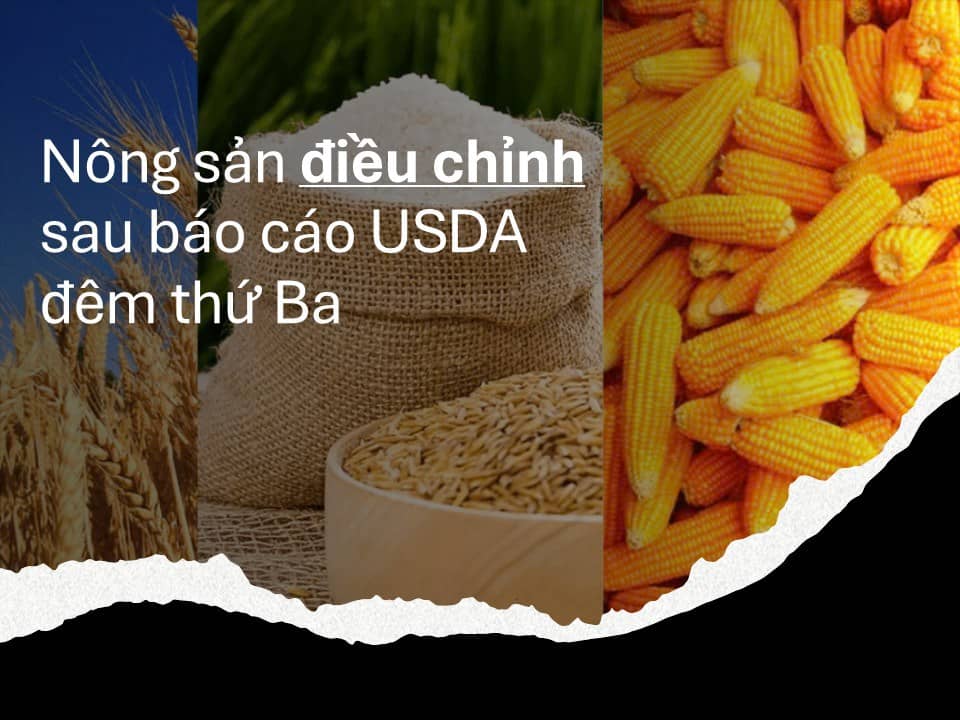Nông sản điều chỉnh sau báo cáo USDA đêm thứ 3