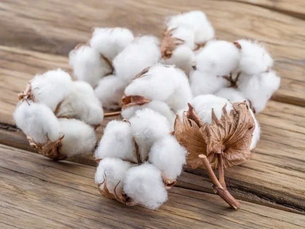 Xuất khẩu bông ổn định, triển vọng tích cực