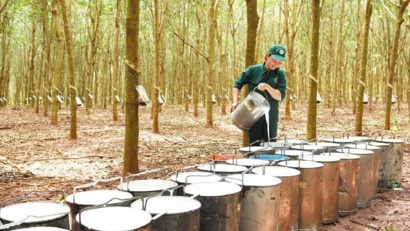 Thị trường cao su: áp lực giảm nhưng cơ hội vẫn có. Giá cao su tương lai của Nhật bản giảm vào thứ hai  ...