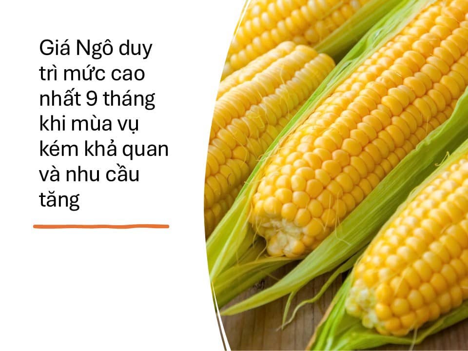 Giá ngô đang tích lũy cho đà tăng mới!