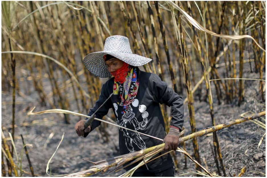 Tin mía đường: Các công ty Thái Lan chịu lỗ 60 triệu đô la, có nguy cơ đóng cửa vì lệnh cấm siro đường của Trung Quốc