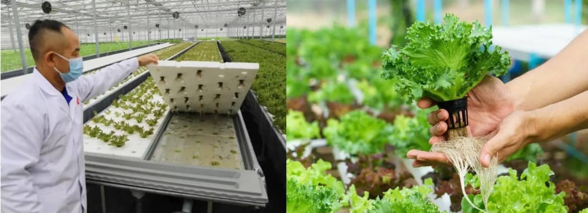 Nông nghiệp xanh tại Singapore: Bước tiến bền vững cho ngành nông nghiệp
