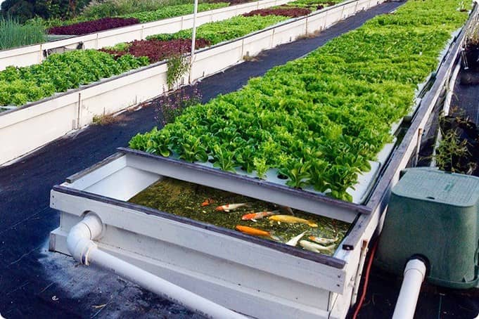 Nông nghiệp xanh tại Singapore: Bước tiến bền vững cho ngành nông nghiệp