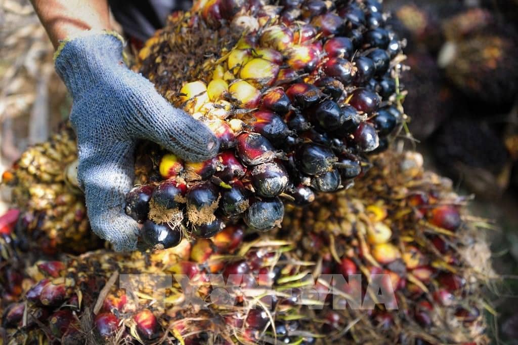 Sự kết thúc của thời kỳ dầu cọ giá rẻ? Sản lượng đình trệ khi nhu cầu biodiesel tăng vọt