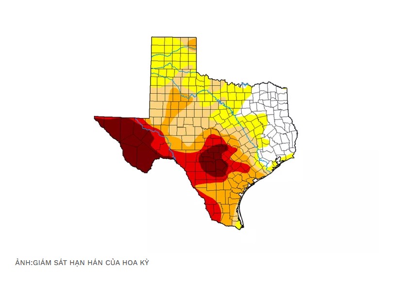 Texas Đối Mặt Hạn Hán: Vì Sao Nông Dân Bỏ Ngô, Chọn Bông?
