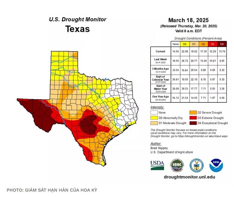 Texas Đối Mặt Hạn Hán: Vì Sao Nông Dân Bỏ Ngô, Chọn Bông?