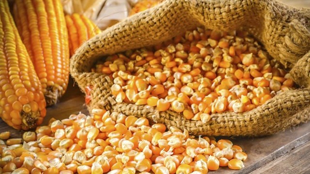 Ngô Ukraine Đón Cơ Hội Vàng Từ Cuộc Chiến Thuế Quan Của Mỹ