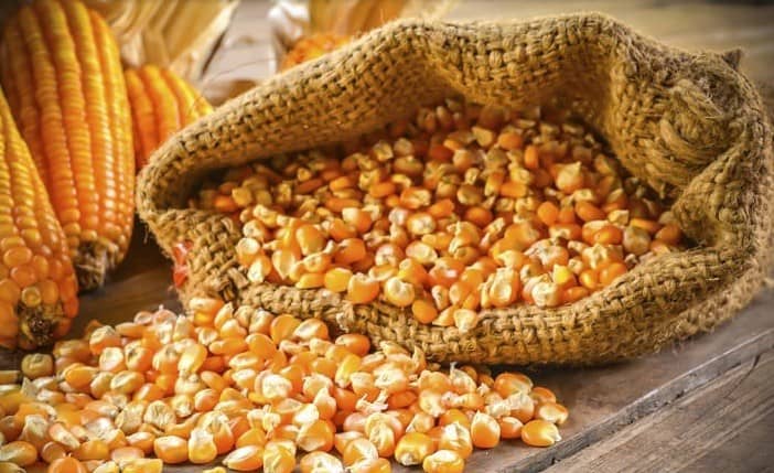 Phân tích kỹ thuật chuyên sâu- Cơ hội nổi bật đối với ngô