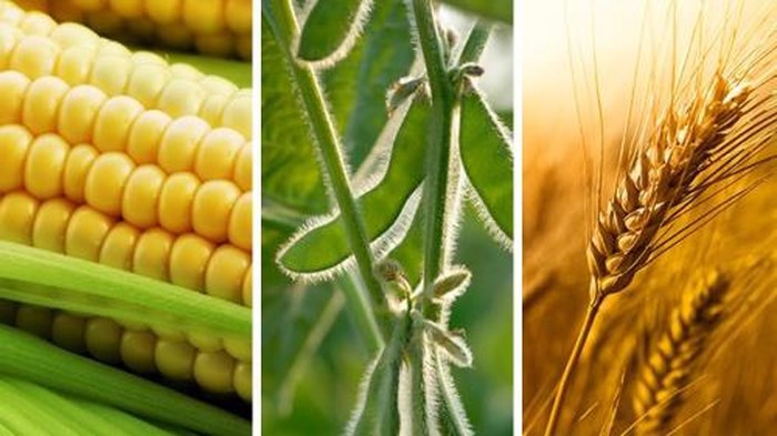 Nông sản Mỹ “bật dậy” mạnh mẽ: Giá lúa mì, ngô, đậu tương đồng loạt tăng khi USD suy yếu và chính sách thuế thay đổi