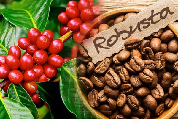 Giá cà phê Robusta tăng nhờ lo ngại về cung cấp và miễn thuế