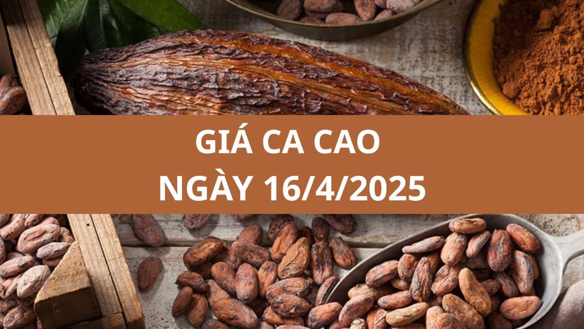 Giá ca cao đảo chiều giảm mạnh: Dấu hiệu điều chỉnh sau chuỗi tăng nóng và kỳ vọng tiêu thụ yếu