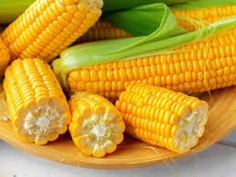 Giá Ngô Tăng Trở Lại Trên Sàn CBOT: USD Yếu và Thời Tiết Bất Lợi Làm Dậy Sóng Thị Trường