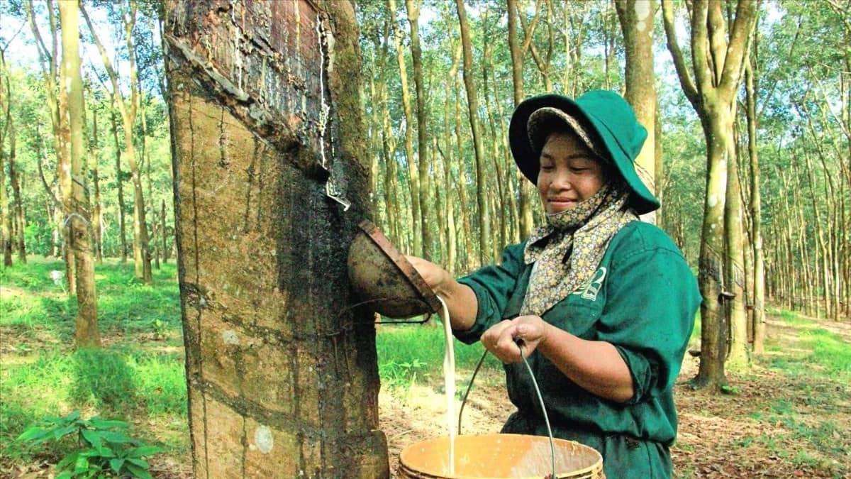 Toàn cảnh GVR – Tập đoàn công nghiệp Cao su Việt Nam: Mở khóa tiềm năng từ chuyển đổi đất