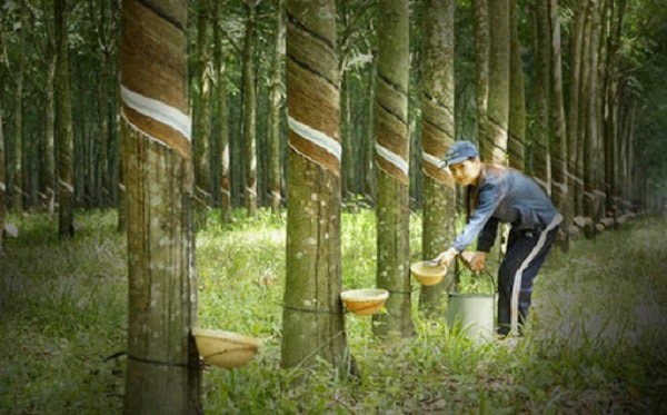 PHR 2025: Bức Tranh Tăng Trưởng Từ Cao Su Đến Khu Công Nghiệp