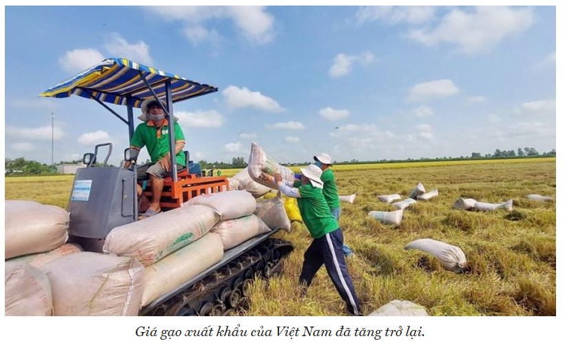 Tình hình thị trường gạo Việt Nam – Quý I/2025