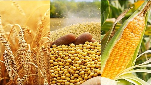 Triển vọng trái chiều cho các mặt hàng nông sản xuất khẩu chính của hoa kỳ trong giai đoạn 2025–2026
