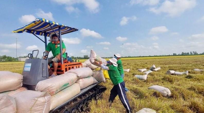 Việt Nam Trở Lại Ngôi Vương Xuất Khẩu Gạo Thế Giới