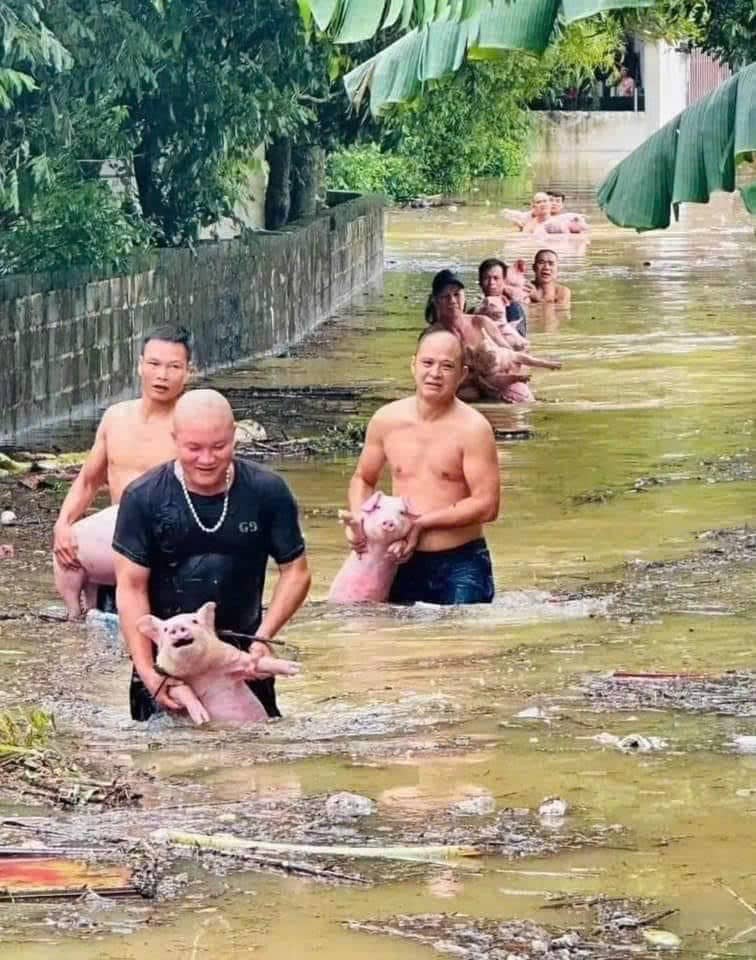Doanh nghiệp chăn nuôi lợn vượt giống bão - DBC, BAF lên tiếng đúng lúc